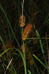 Carex vesicaria
