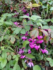 Cyclamen purpurascens