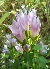 Gentianella quinquefolia
