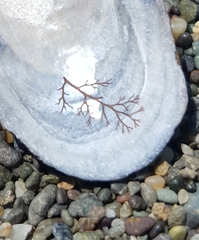 Microcladia coulteri