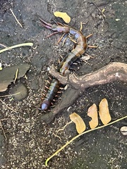 Scolopendra subspinipes