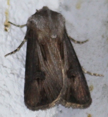 Agrotis venerabilis