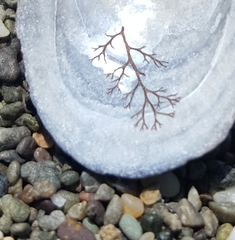 Microcladia coulteri