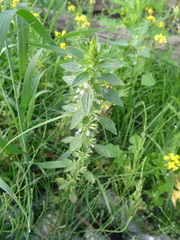 Dracocephalum thymiflorum