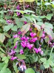 Cyclamen purpurascens