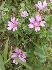 Malva sylvestris