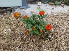 Zinnia elegans