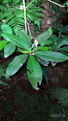Ardisia sieboldii