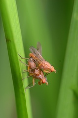 Tetanocera