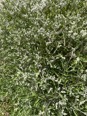 Eupatorium serotinum
