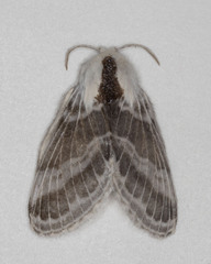 Tolype velleda
