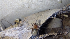 Phyxelididae