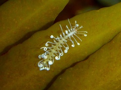 Amblyosyllis