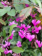 Cyclamen purpurascens