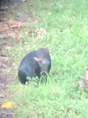 Dasyprocta fuliginosa