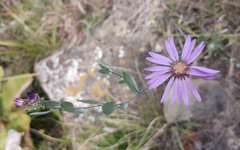 Symphyotrichum sericeum