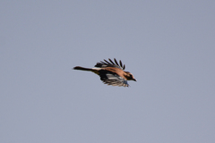 Garrulus glandarius anatoliae