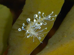 Amblyosyllis