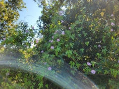 Ipomoea sagittata