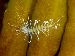 Amblyosyllis