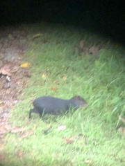 Dasyprocta fuliginosa