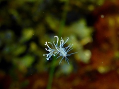 Amblyosyllis