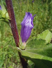 Campanula glomerata farinosa