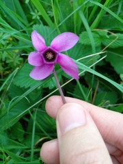 Cyclamen purpurascens