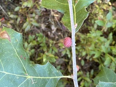 Kokkocynips imbricariae