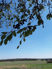 Sideroxylon lanuginosum