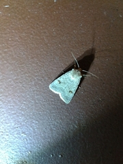 Caradrina kadenii