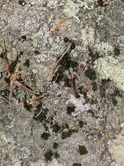 Dicranum montanum