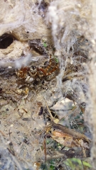 Stegodyphus dumicola