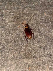 Periplaneta australasiae