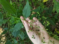 Scrophularia lanceolata