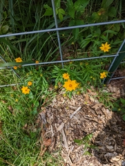 Coreopsis lanceolata