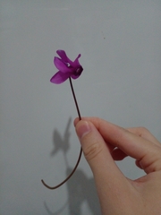 Cyclamen purpurascens