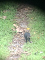 Dasyprocta fuliginosa