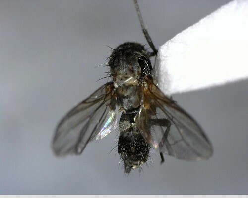 iNaturalist observation photo of Flies
