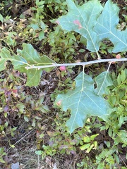 Kokkocynips imbricariae