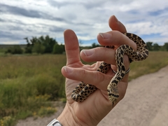 Pituophis catenifer sayi