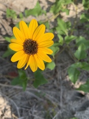 Helianthus debilis
