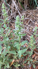 Stachys albens