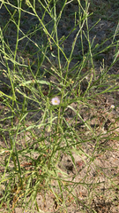Symphyotrichum subulatum