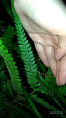 Microlepia strigosa
