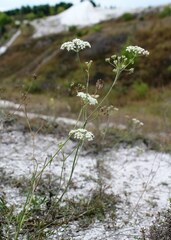 Pimpinella tragium