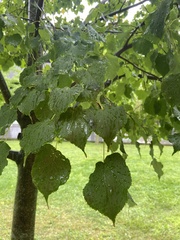 Tilia americana