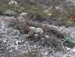 Pimpinella tragium