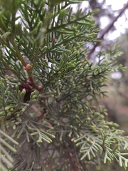 Cupressus forbesii