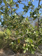 Rhamnus alaternus